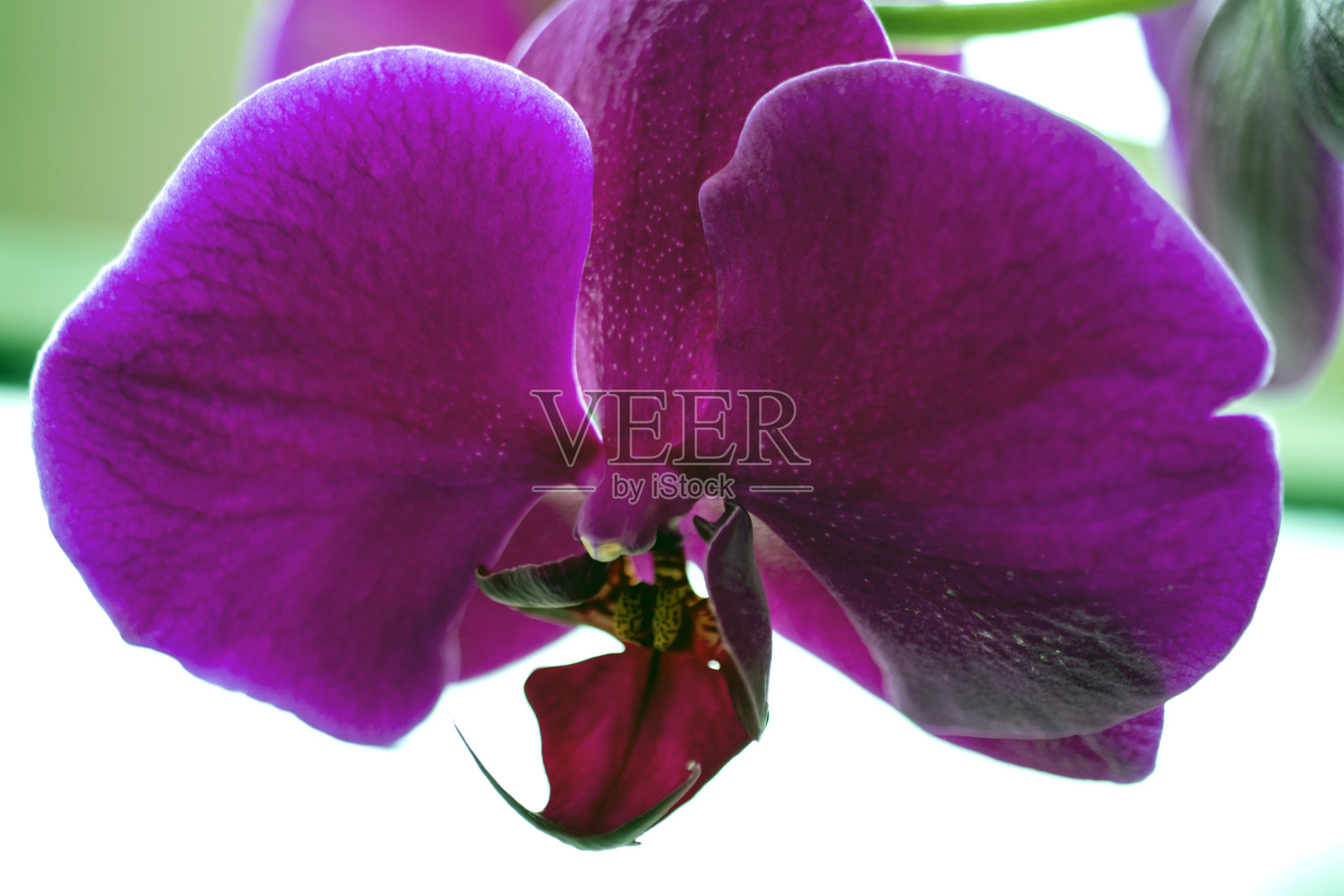 紫色兰花的花照片摄影图片