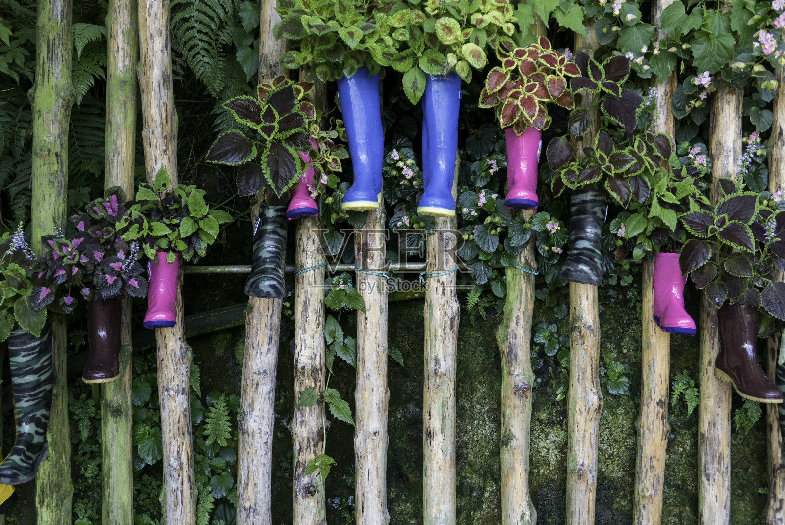 植物装饰用橡胶靴。照片摄影图片