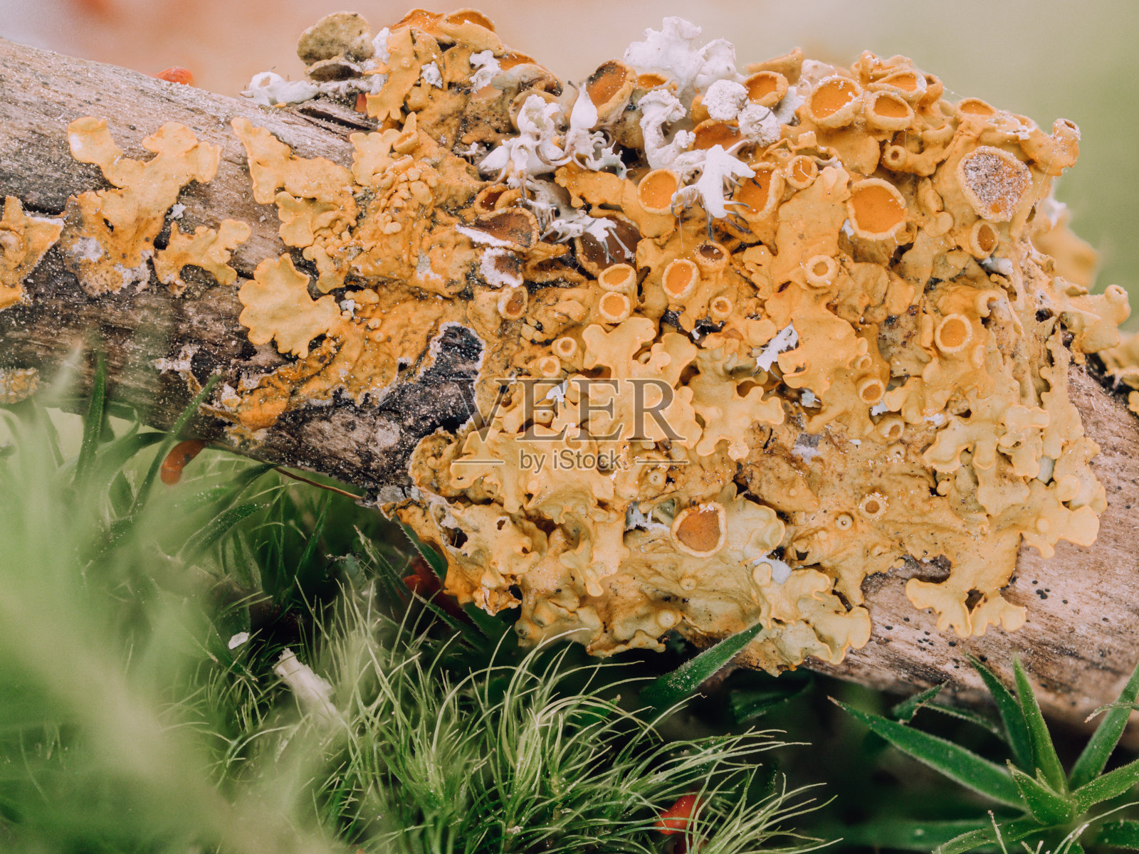 一棵黄色的地衣长在苔藓上的树枝上。照片摄影图片