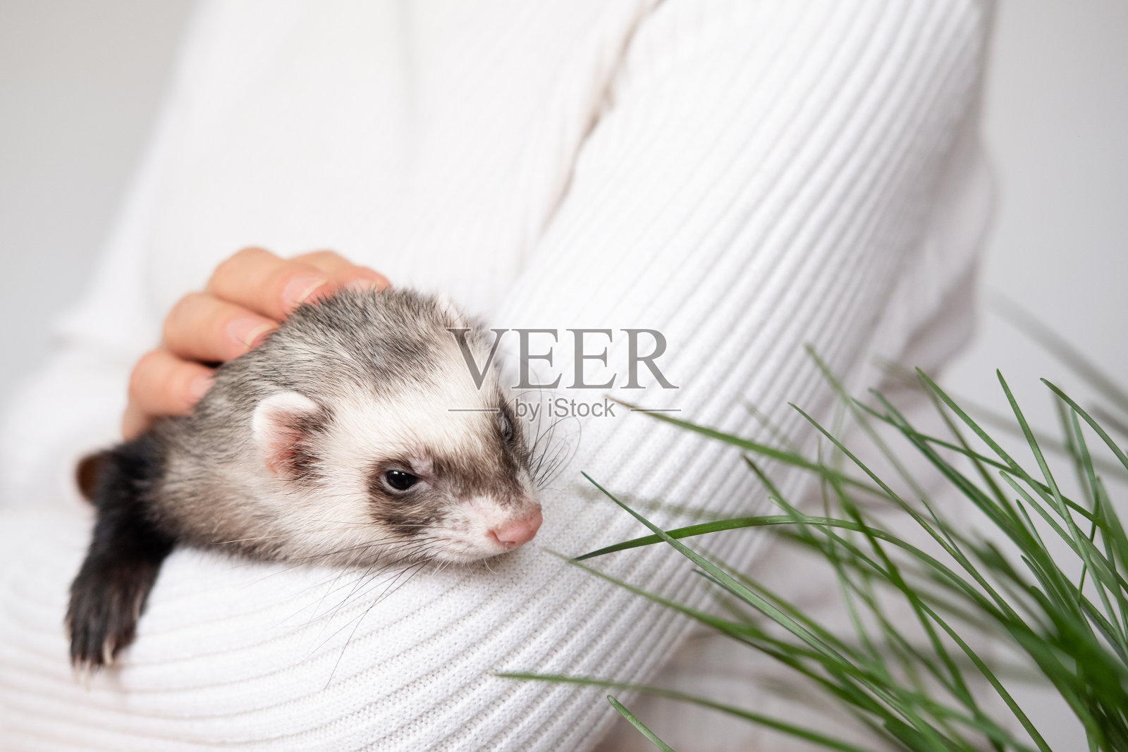 雪貂宠物在白色背景，孤立。照片摄影图片