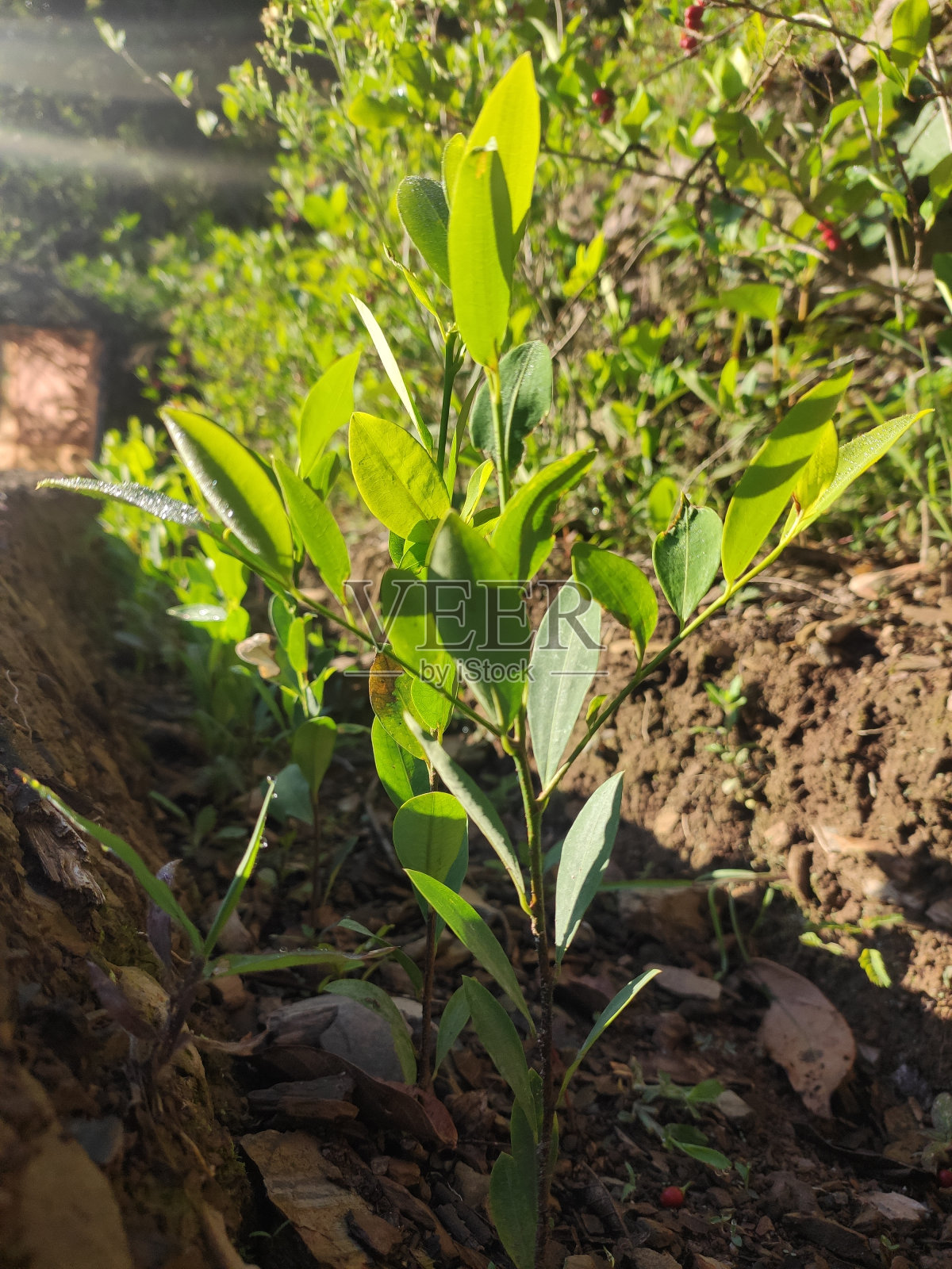 花园中生长的绿色古柯灌木照片摄影图片
