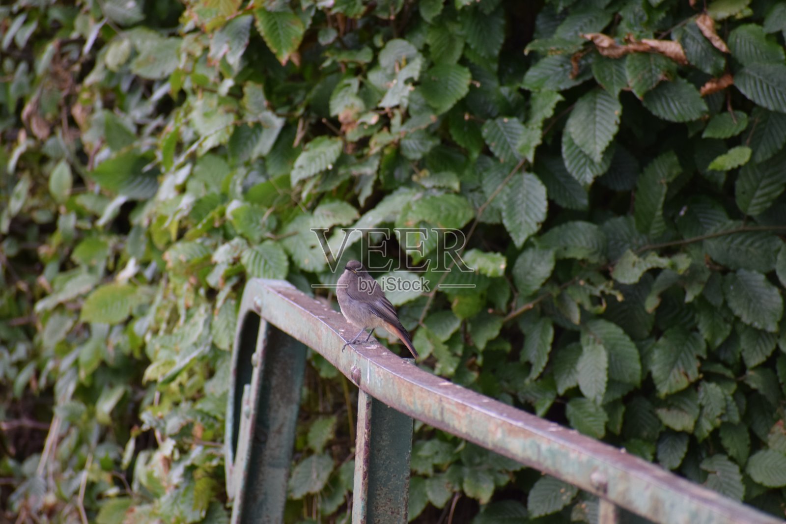 在围栏上启动照片摄影图片