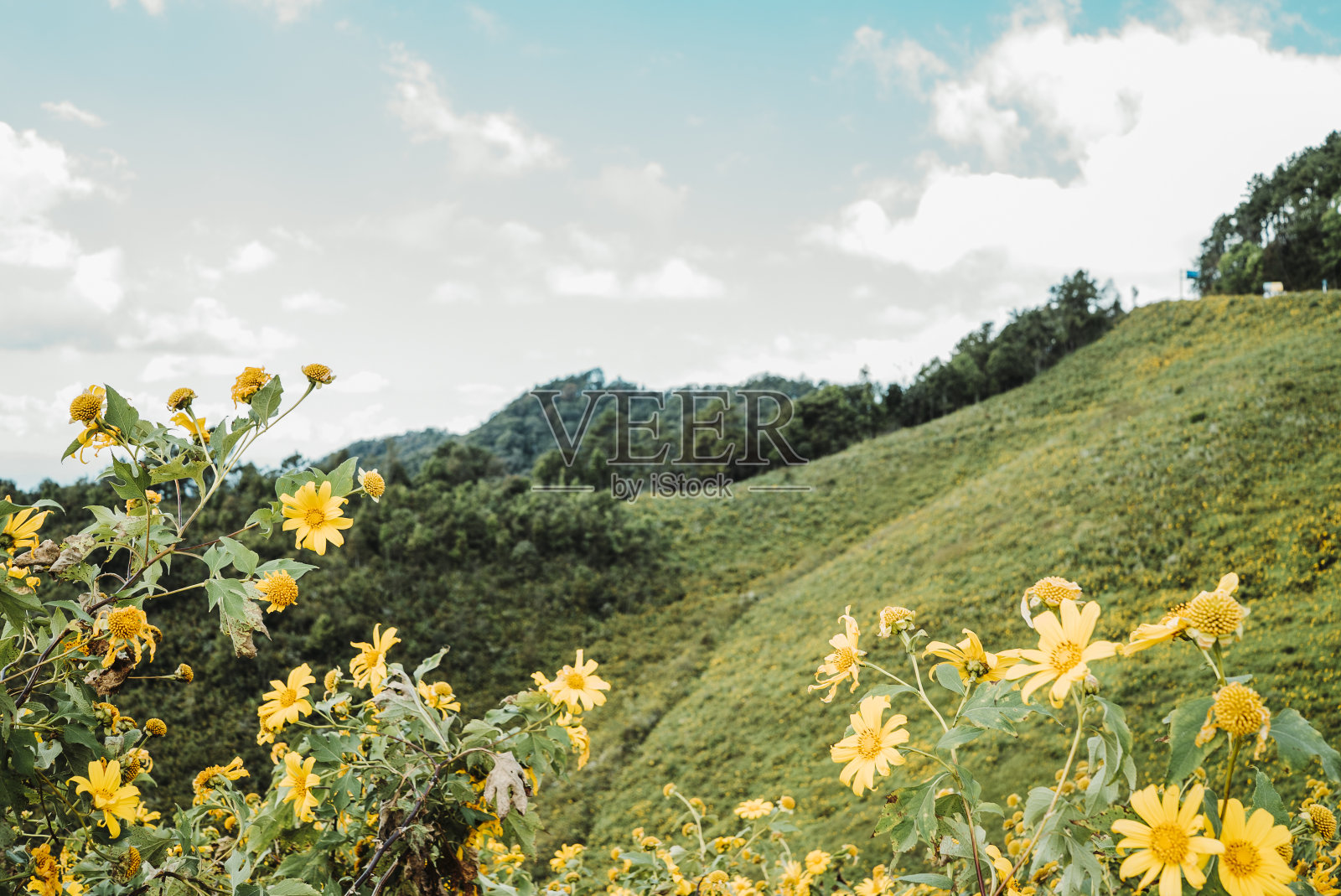 在泰国北部的冬天，黄花的田野照片摄影图片