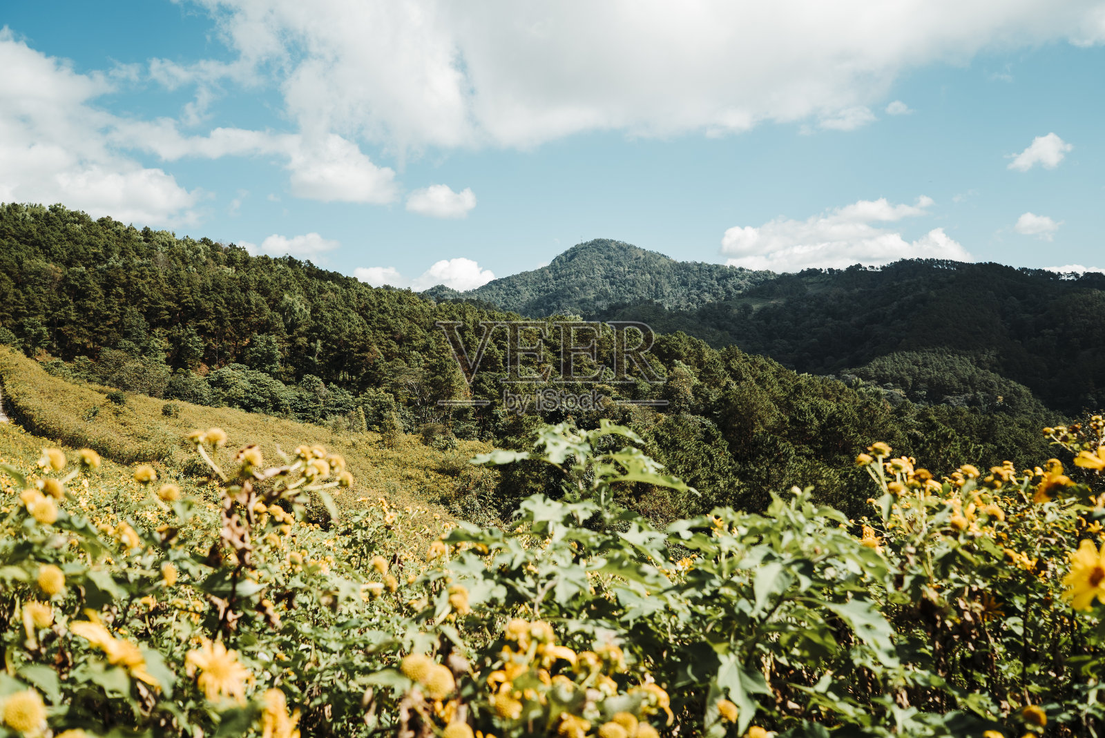 在泰国北部的冬天，黄花的田野照片摄影图片