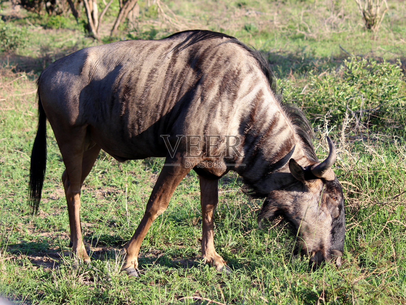 蓝色牛羚(Connochaetes taurinus)在绿色的草地上觅食:(pix SShukla)照片摄影图片