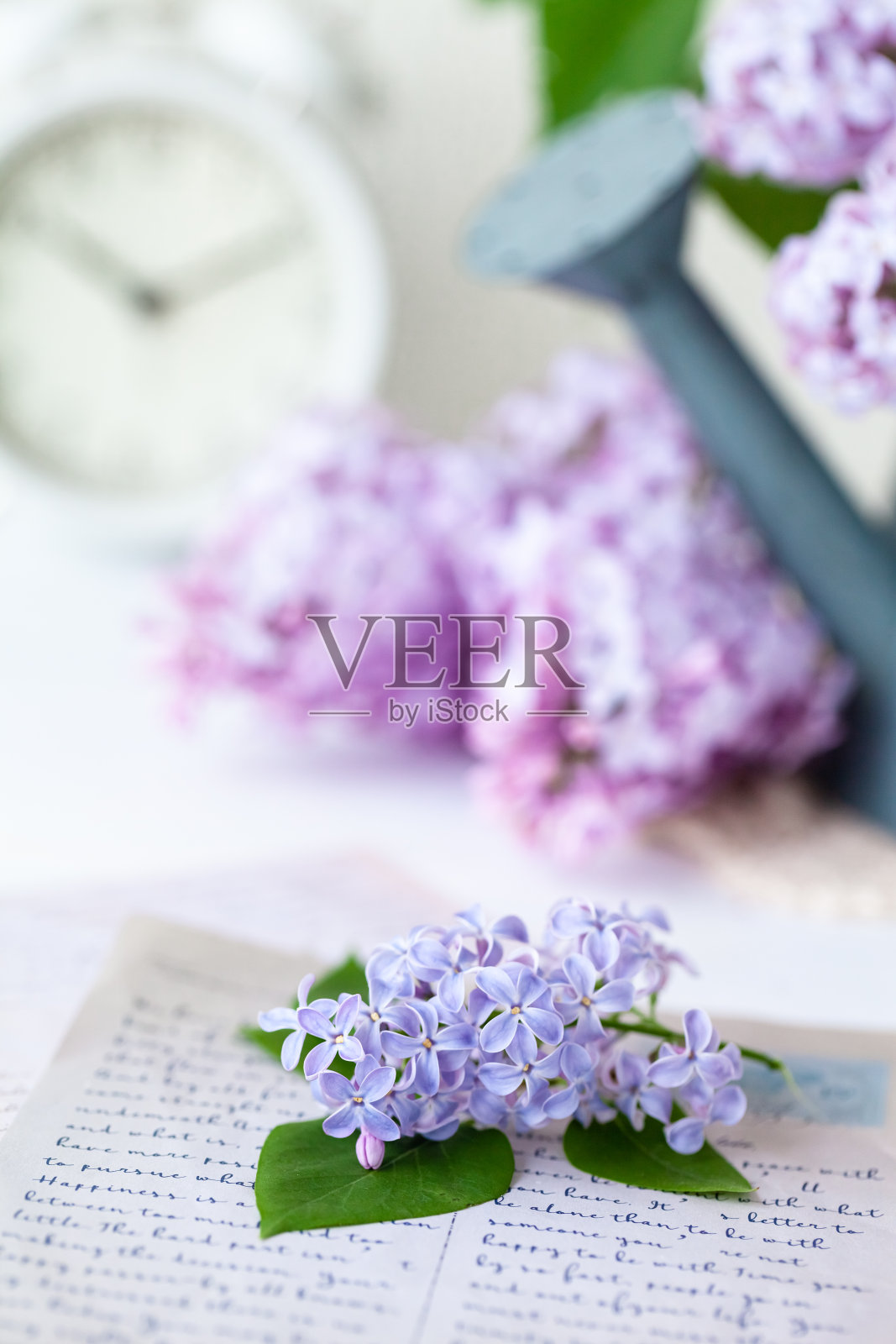 美丽清新的紫丁香花束在金属浇水。模板园艺，春天的时间。情人节贺卡，3月8日，妇女节，母亲节。白色背景，关闭照片摄影图片