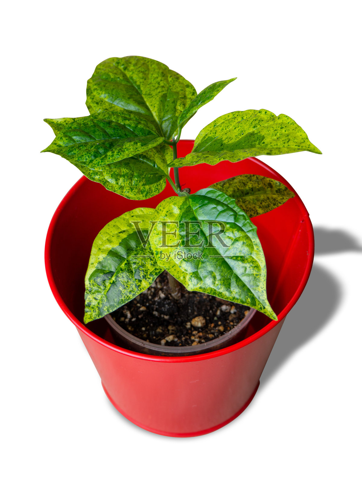 大楸属是唇形科开花植物的一个属照片摄影图片