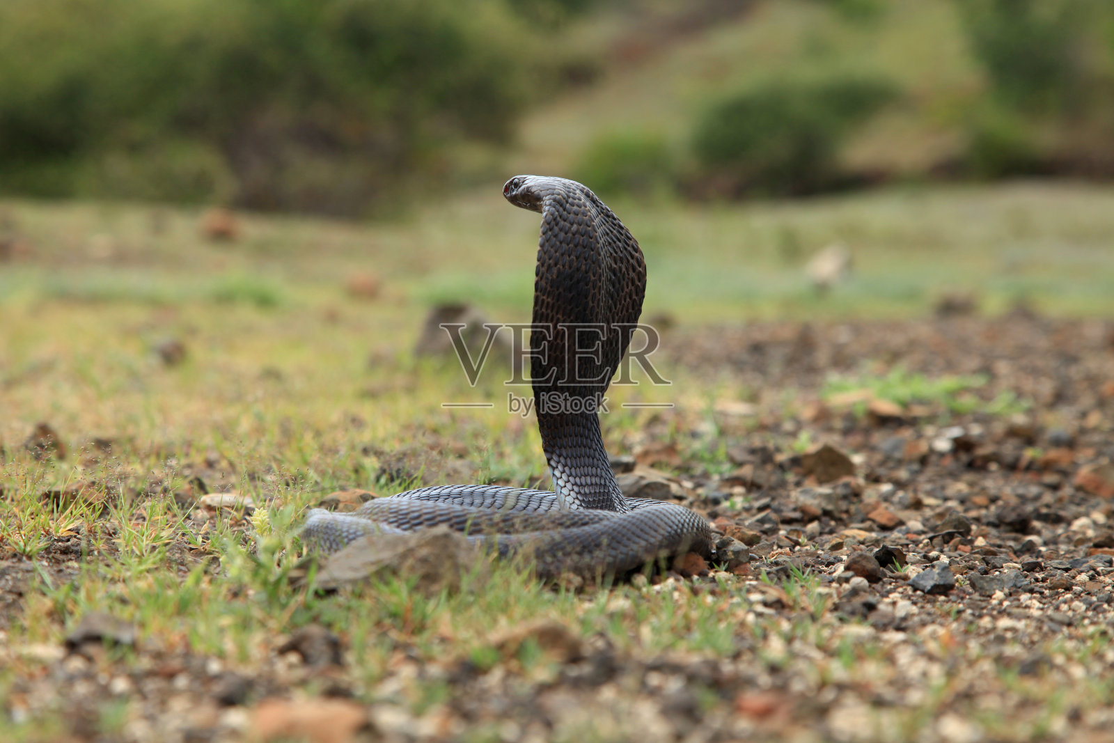 印度黑森林眼镜蛇，在古吉拉特邦的Naja Naja照片摄影图片