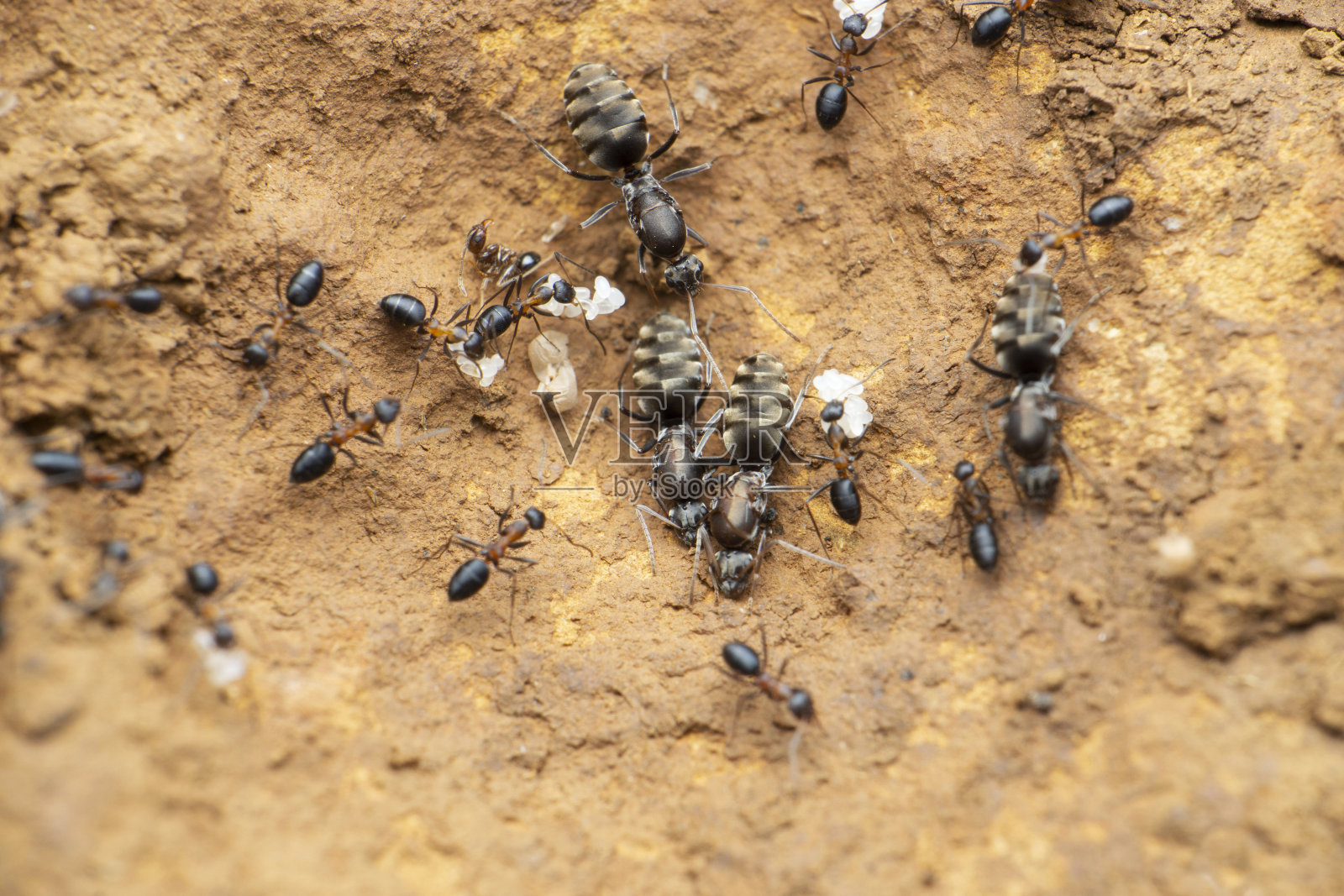 丛林蚁后蚂蚁工蚁，萨塔拉，马哈拉施特拉邦，印度照片摄影图片