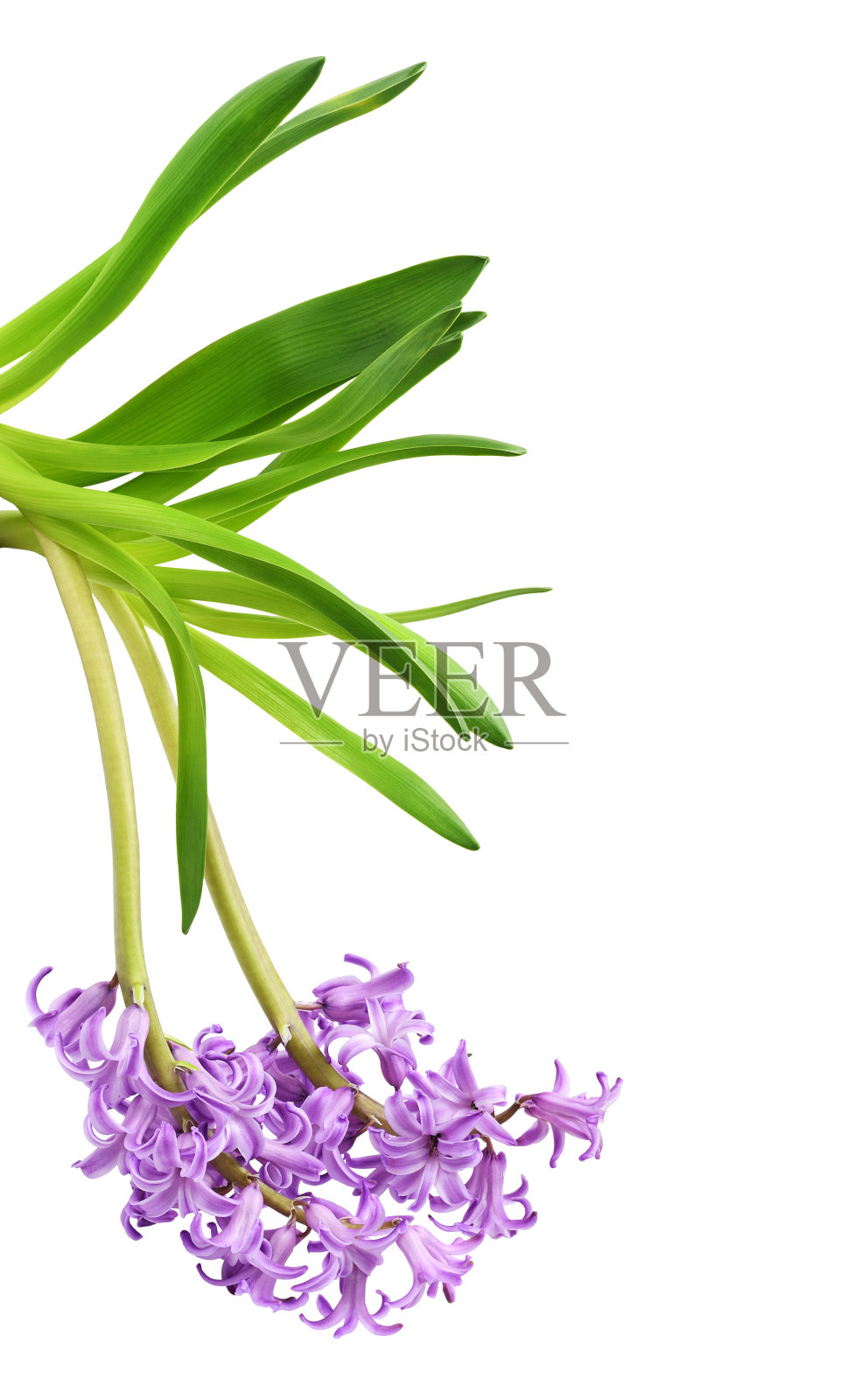 紫色的风信子花和绿色的叶子分开照片摄影图片