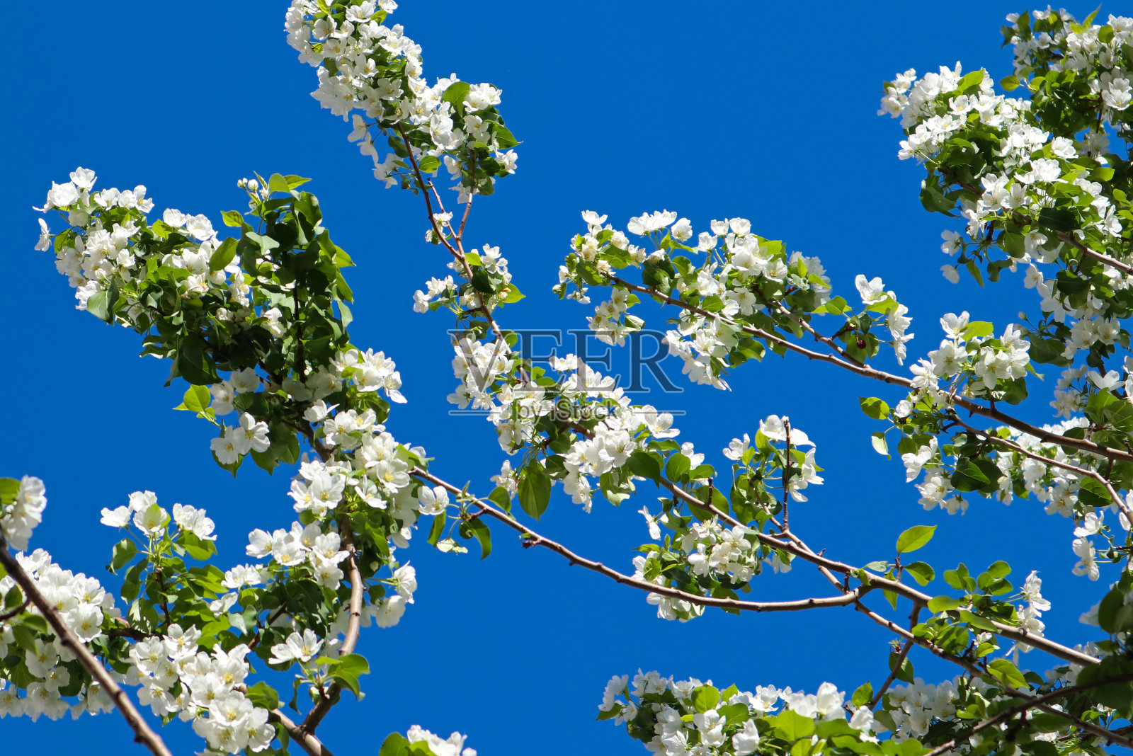 春天的意象——盛开着白色花朵的苹果树和蔚蓝的天空。照片摄影图片