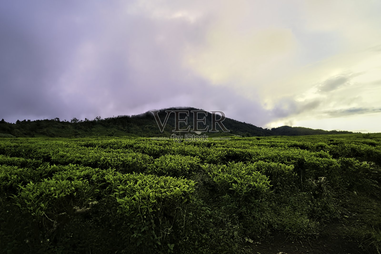 印度尼西亚北苏门答腊岛的茶园照片摄影图片