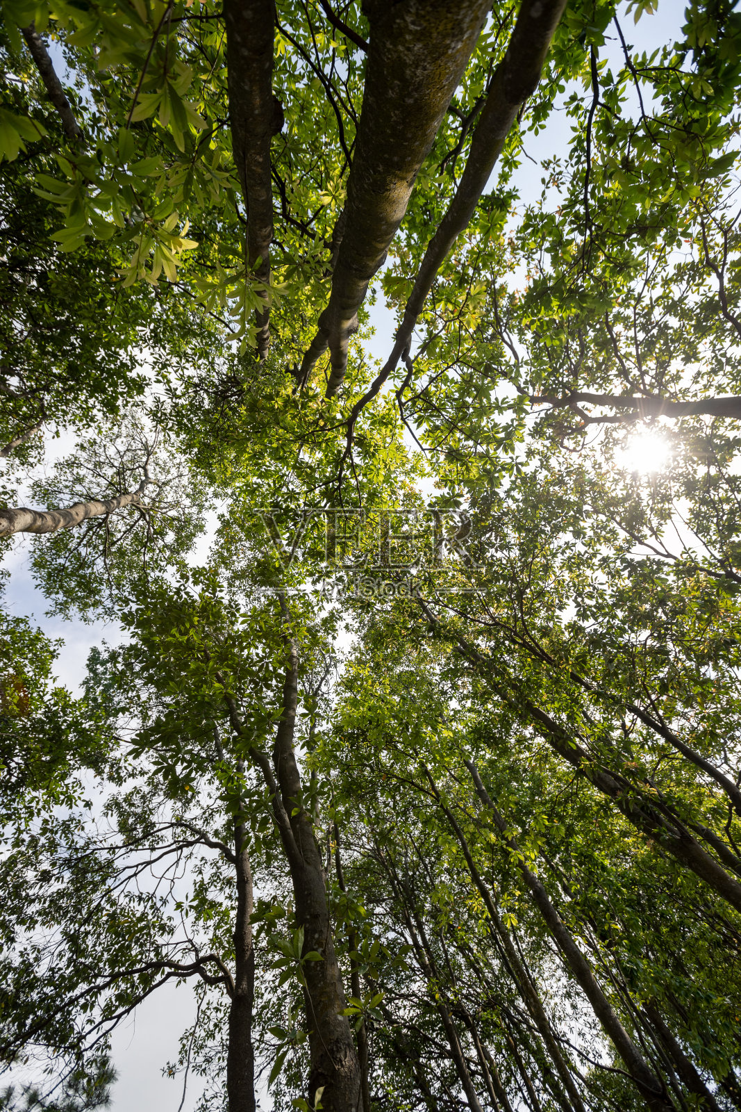 美丽的春天森林山顶照片摄影图片