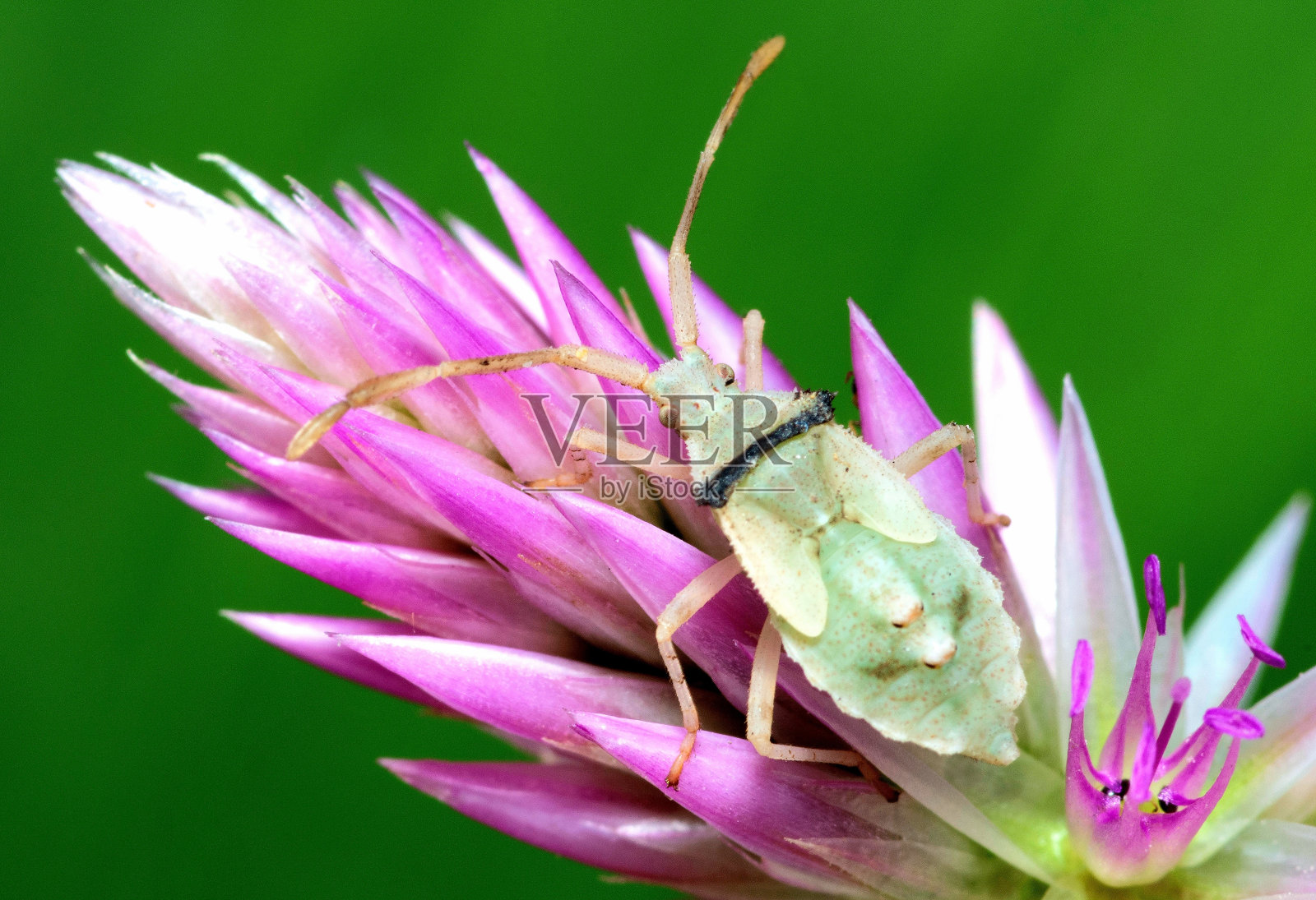 真虫(半翅目)在粉红色的花-绿色的背景。照片摄影图片