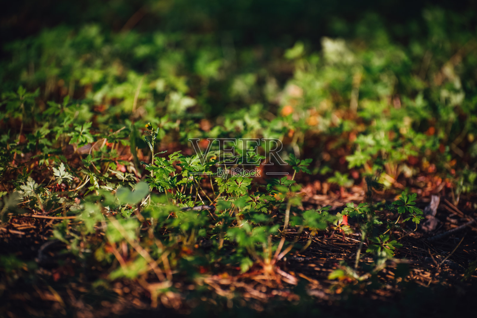 生长在松针之间的植物照片摄影图片