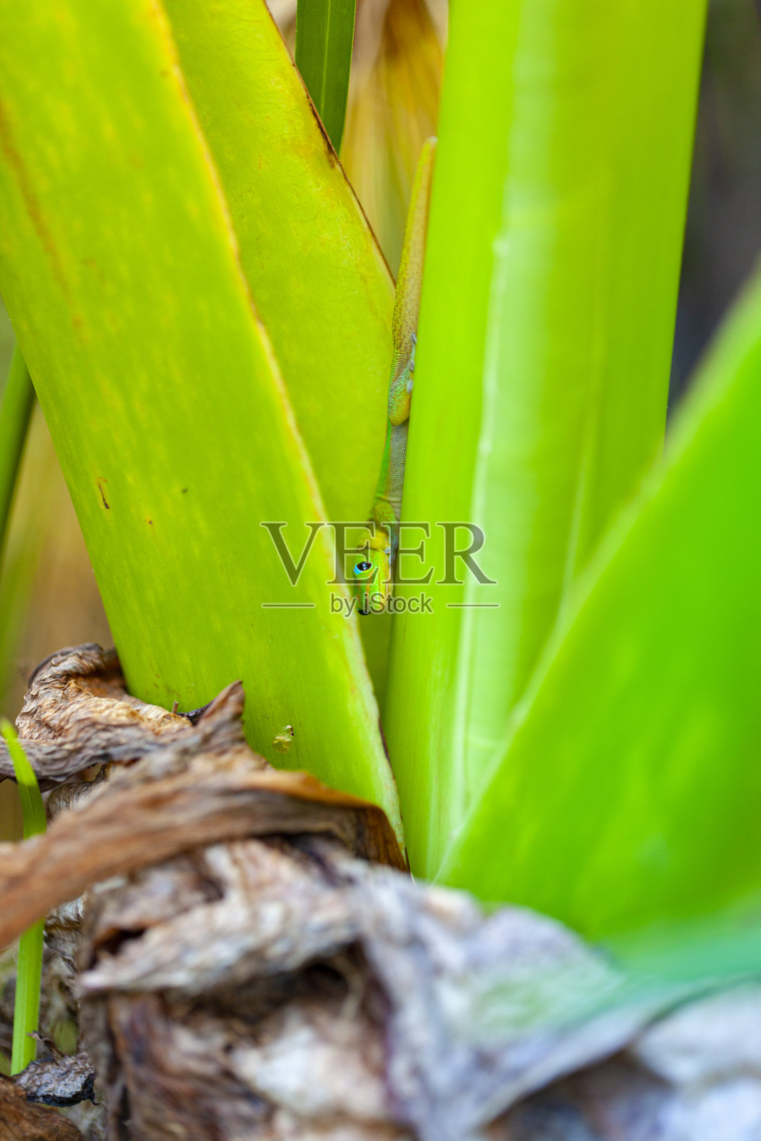 在留尼汪岛的热带雨林中，黄花石虎——绿色的彩色壁虎照片摄影图片