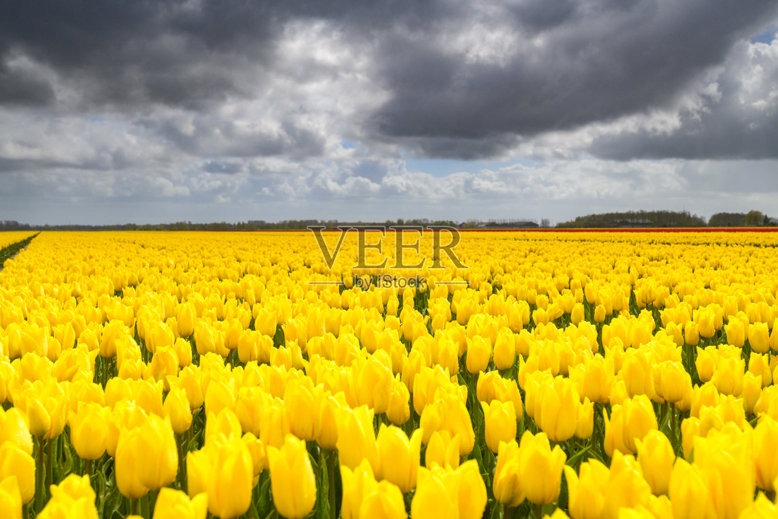 郁金香在春天的暴风雨中盛开在田野里照片摄影图片