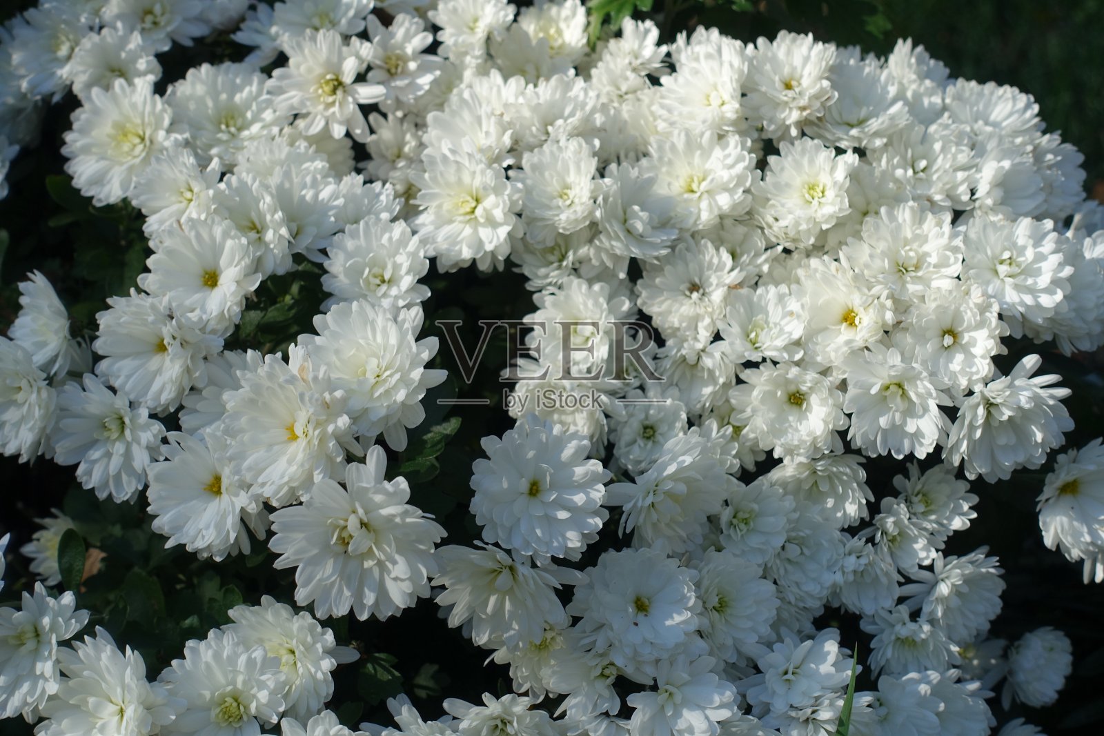 10月中旬菊花会开出很多白花照片摄影图片