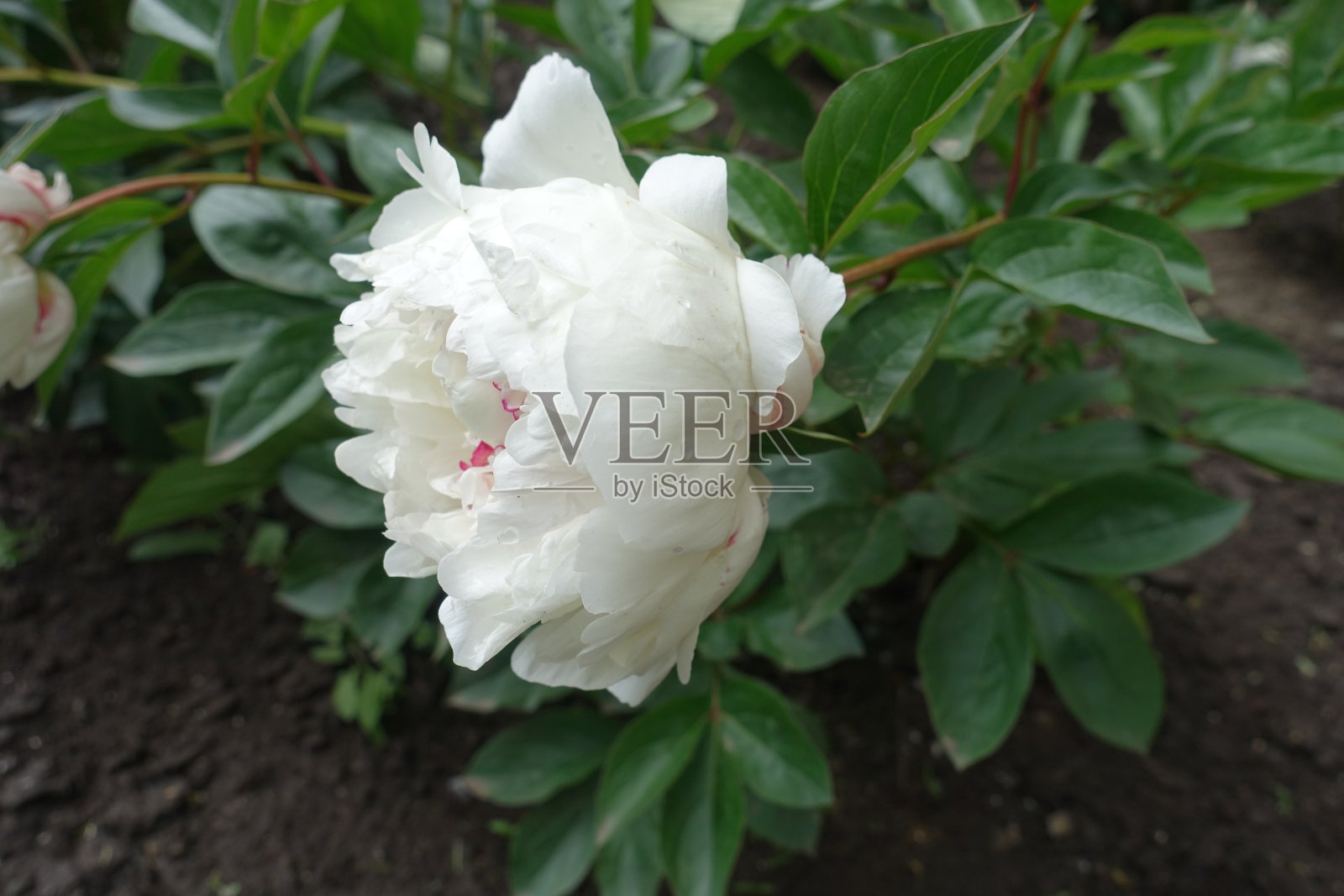 五月牡丹，叶深绿色，花白色照片摄影图片