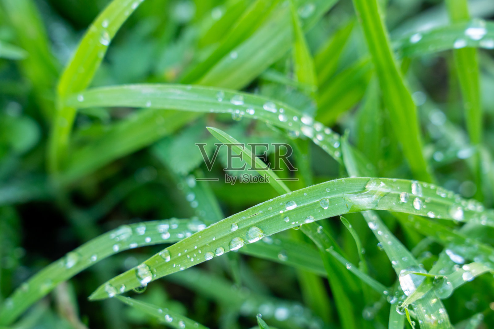 草坪上，树叶上，晶莹剔透的晨露照片摄影图片