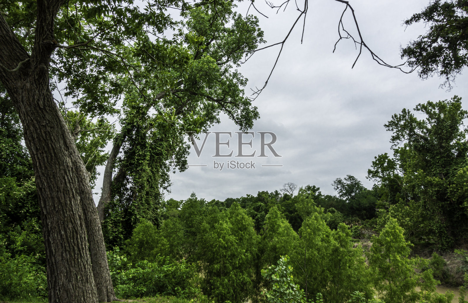 在泥泞的小溪上的树林照片摄影图片