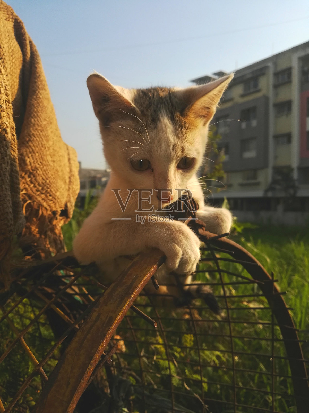 可爱的宝宝的猫照片摄影图片