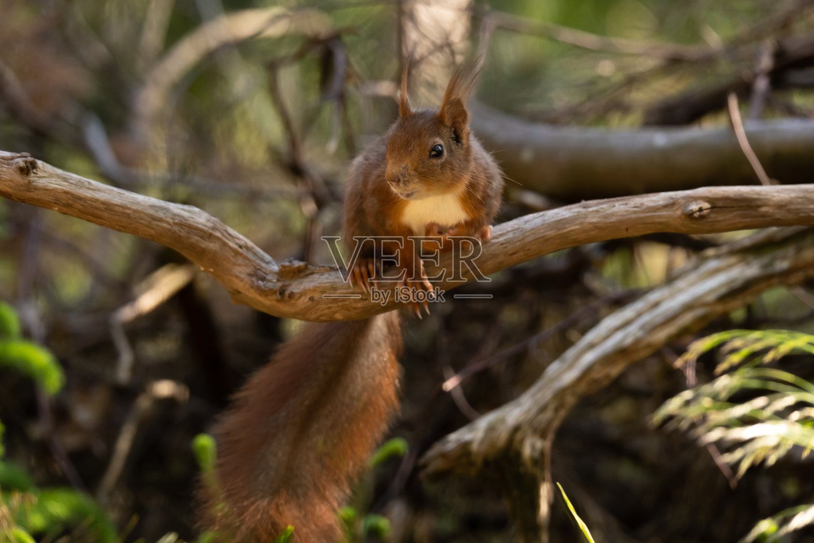 松鼠,红松鼠照片摄影图片