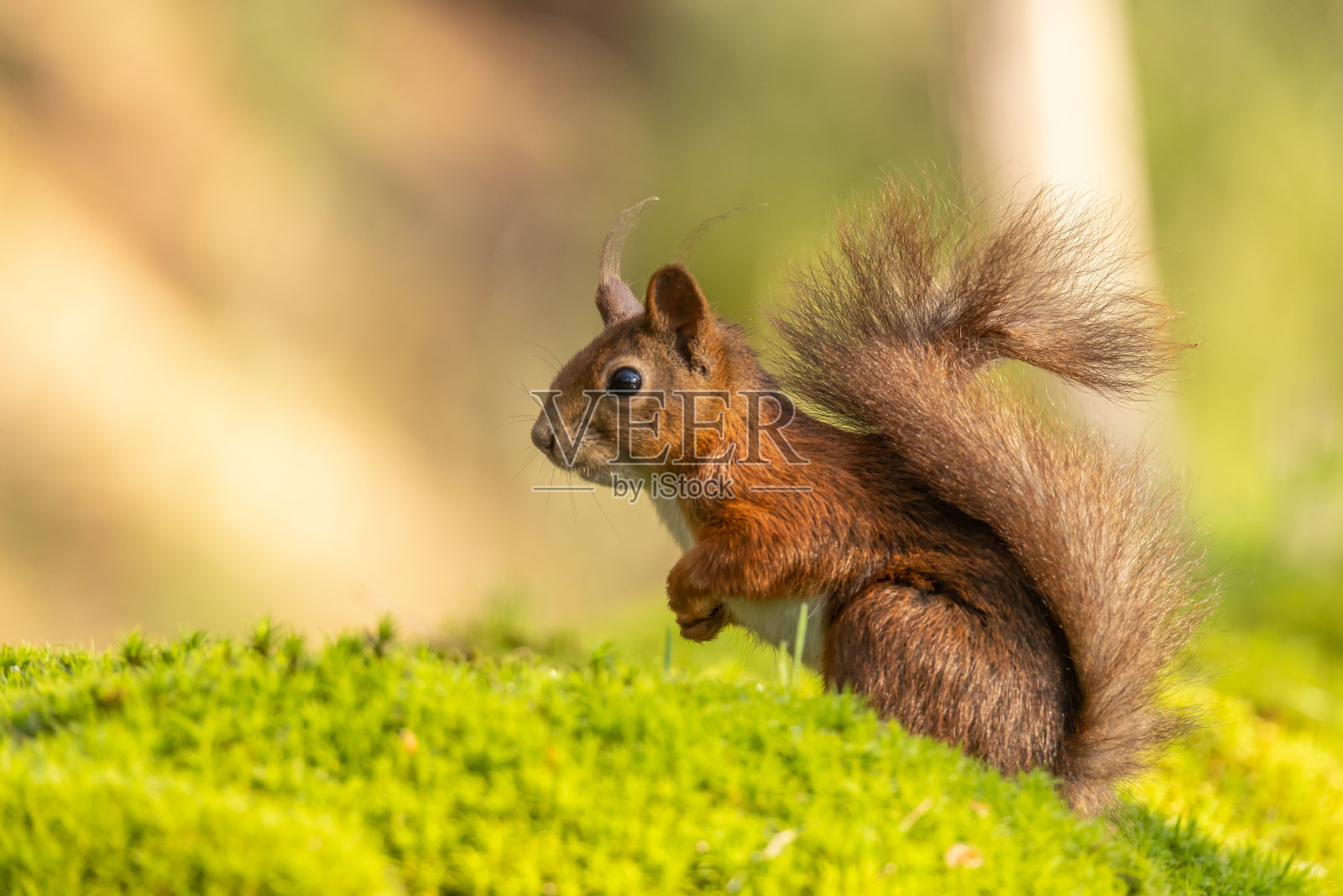 松鼠,红松鼠照片摄影图片