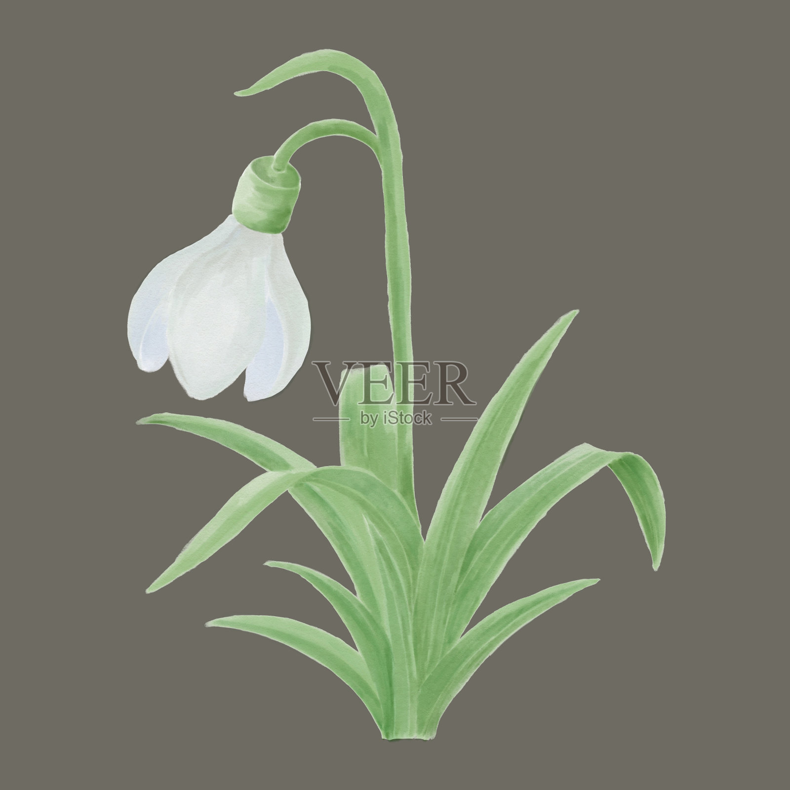 白色的雪莲花在灰色的背景上，水彩插图插画图片素材