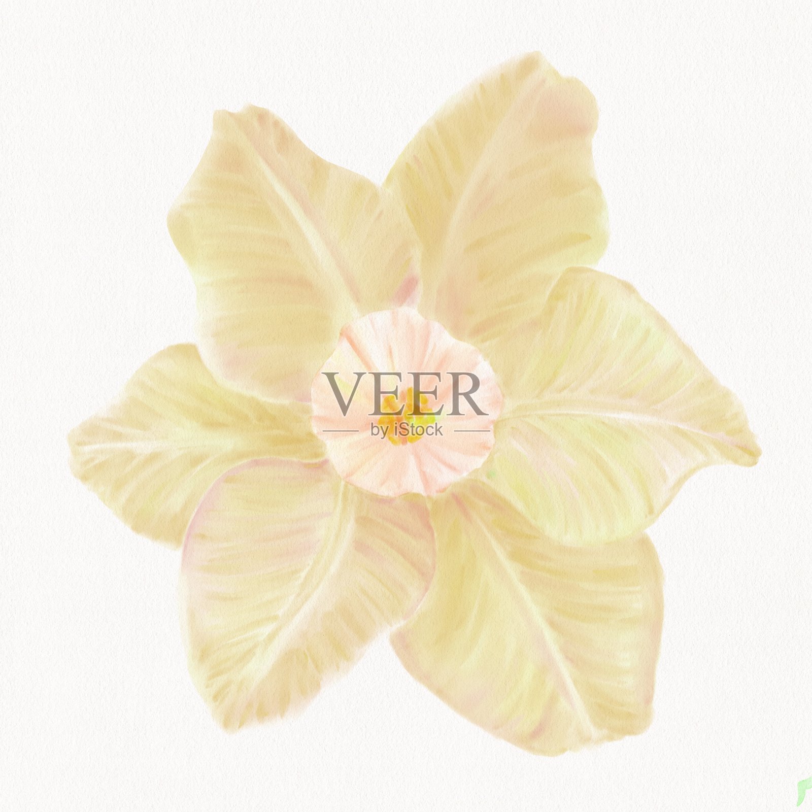 水彩，插图水仙花在白色背景，孤立的花插画图片素材