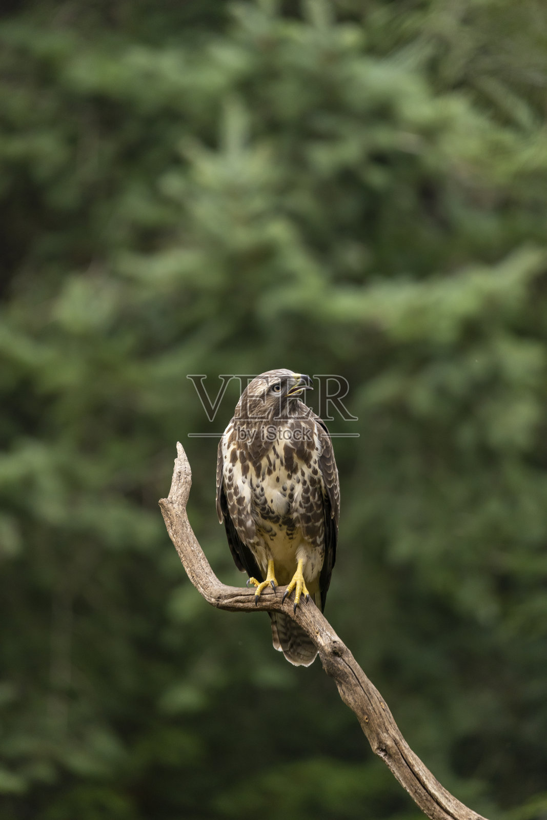 卑鄙的小人,Buteo Buteo。猛禽照片摄影图片