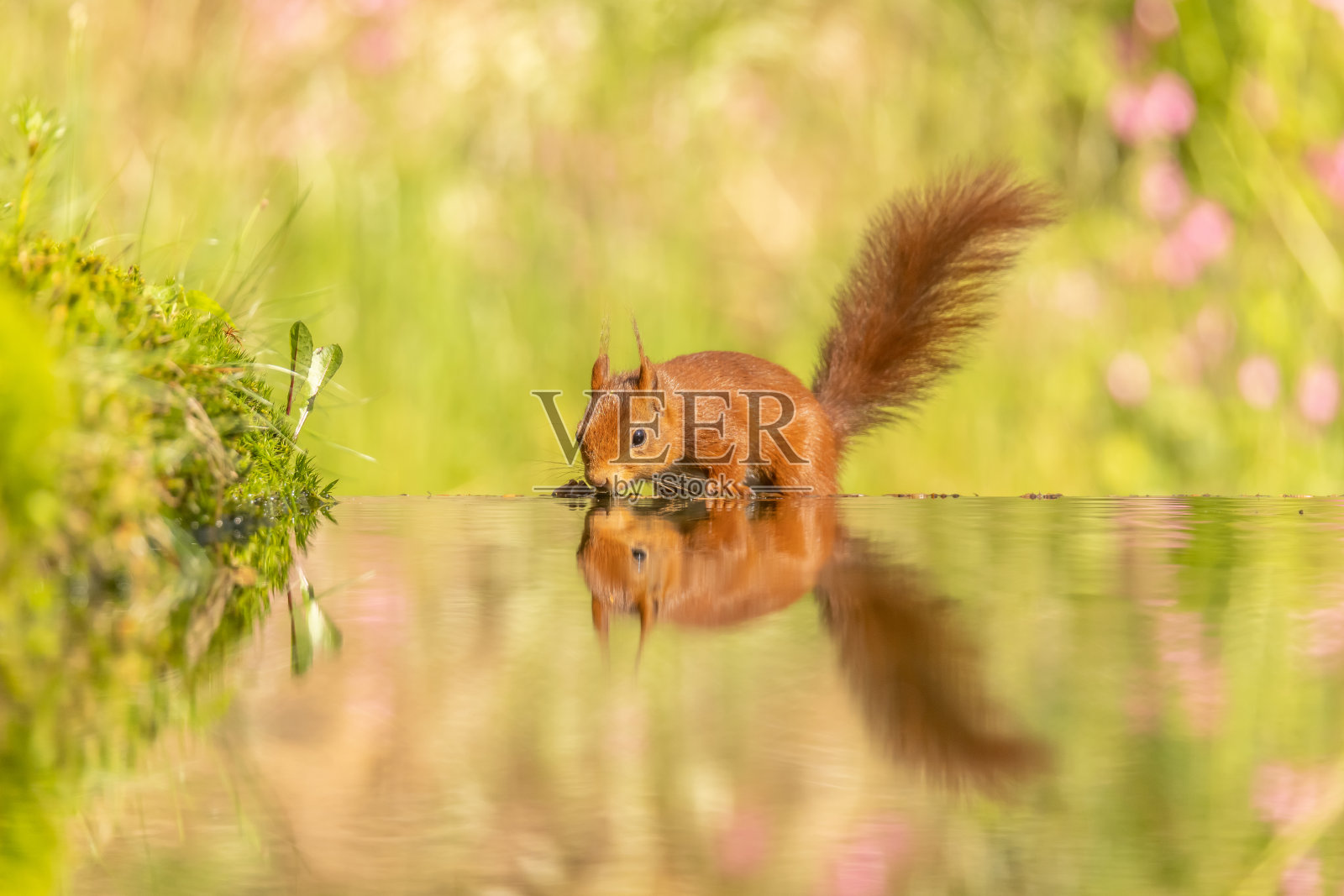 松鼠,红松鼠照片摄影图片
