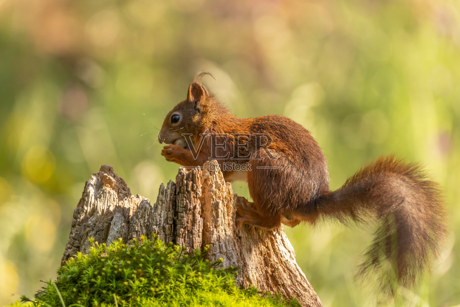 松鼠,红松鼠照片摄影图片