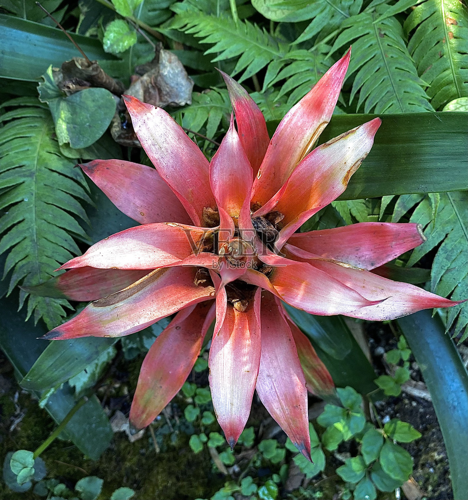 意大利异域之花照片摄影图片