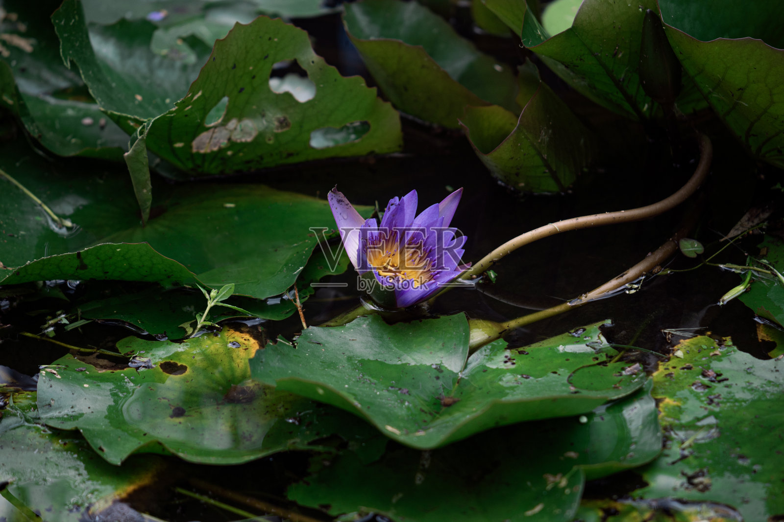 紫色睡莲照片摄影图片