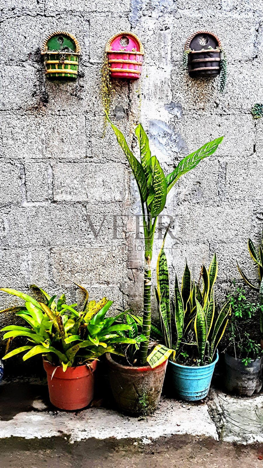 花园的一天照片摄影图片