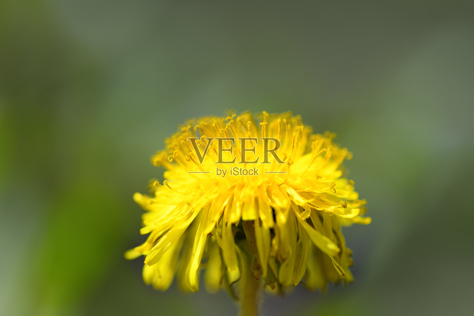 黄色蒲公英的特写。春天花的背景照片摄影图片