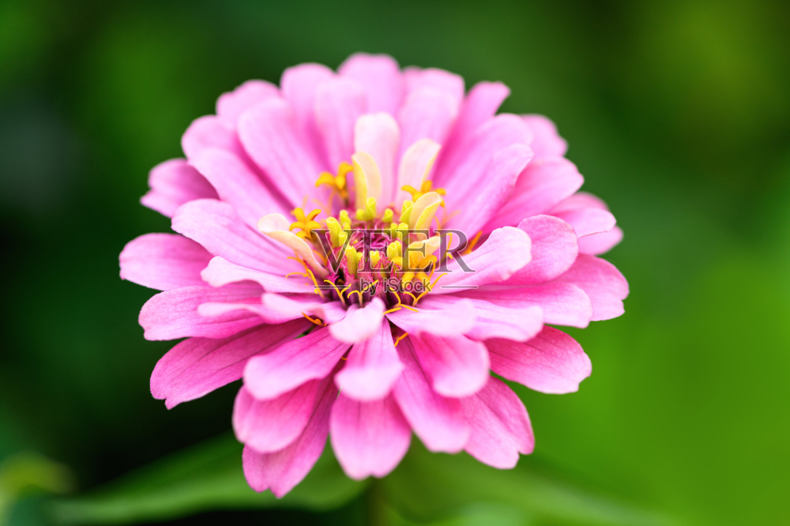特写粉红色百日菊花。春夏背景照片摄影图片