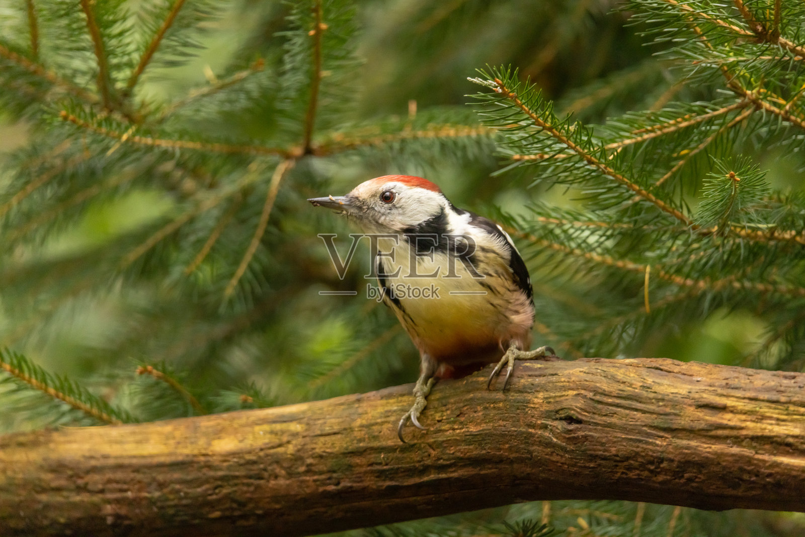 中斑啄木鸟照片摄影图片