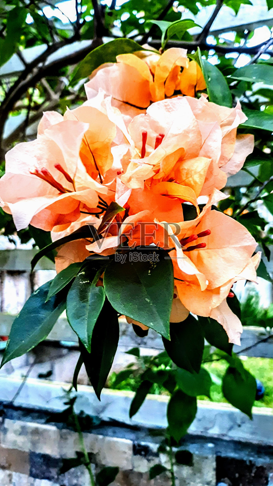 甜蜜的花园照片摄影图片