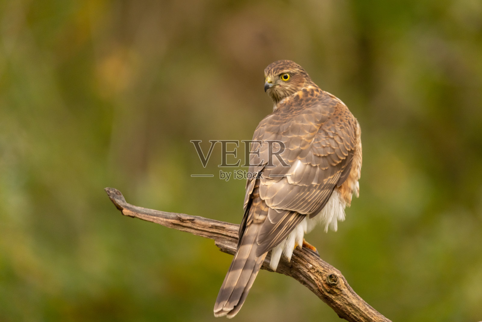 Sparrowhawk,猛禽努力照片摄影图片