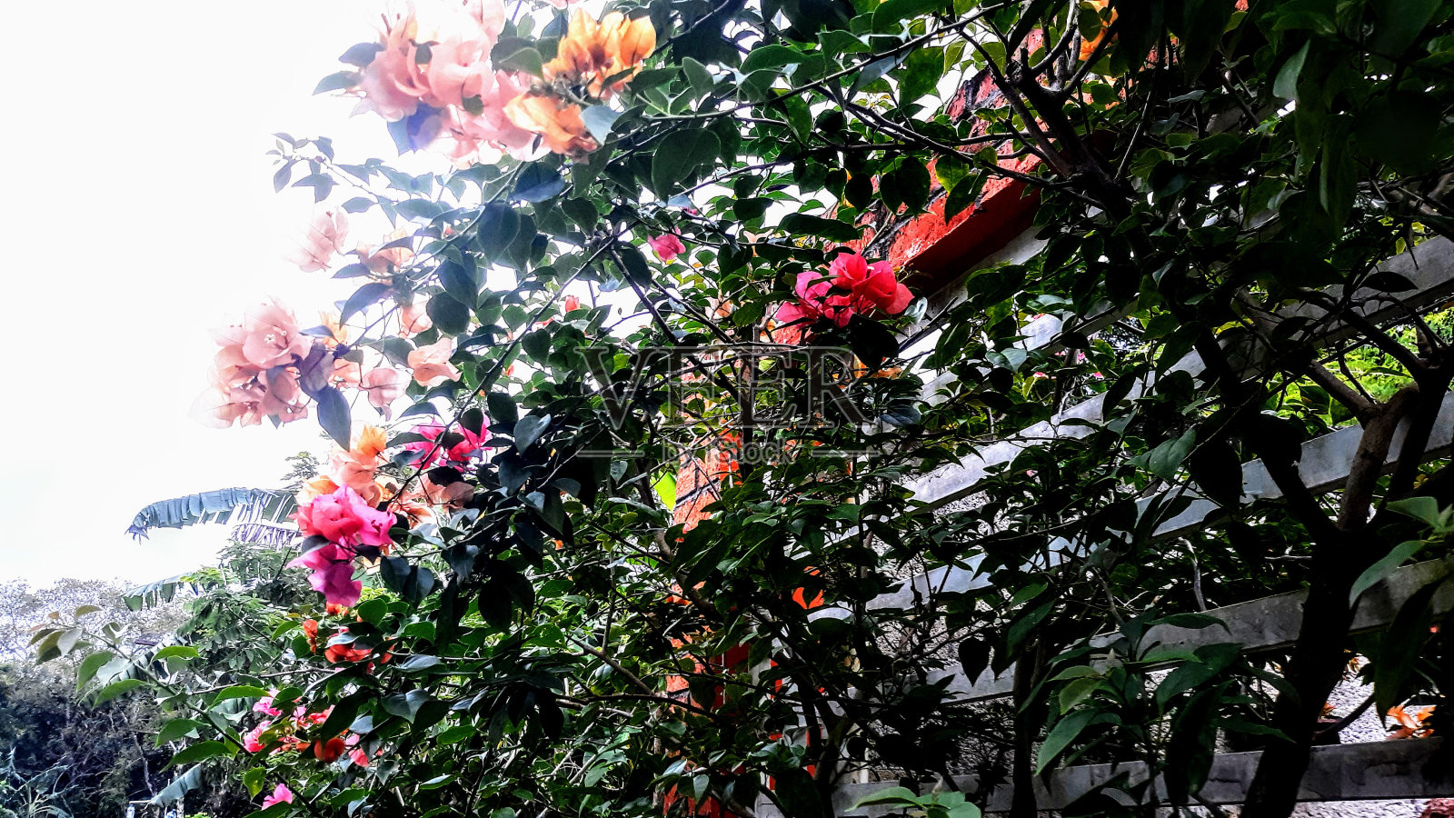 甜蜜的花园照片摄影图片