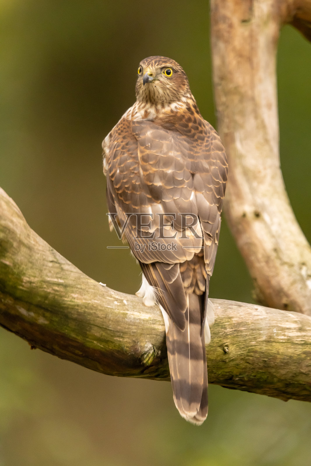 Sparrowhawk,猛禽努力照片摄影图片