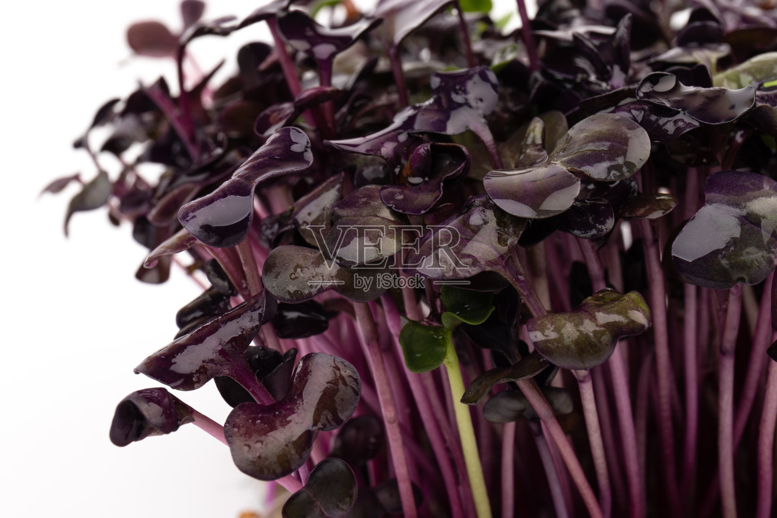 新鲜的紫萝卜芽孤立在白色上。在。照片摄影图片