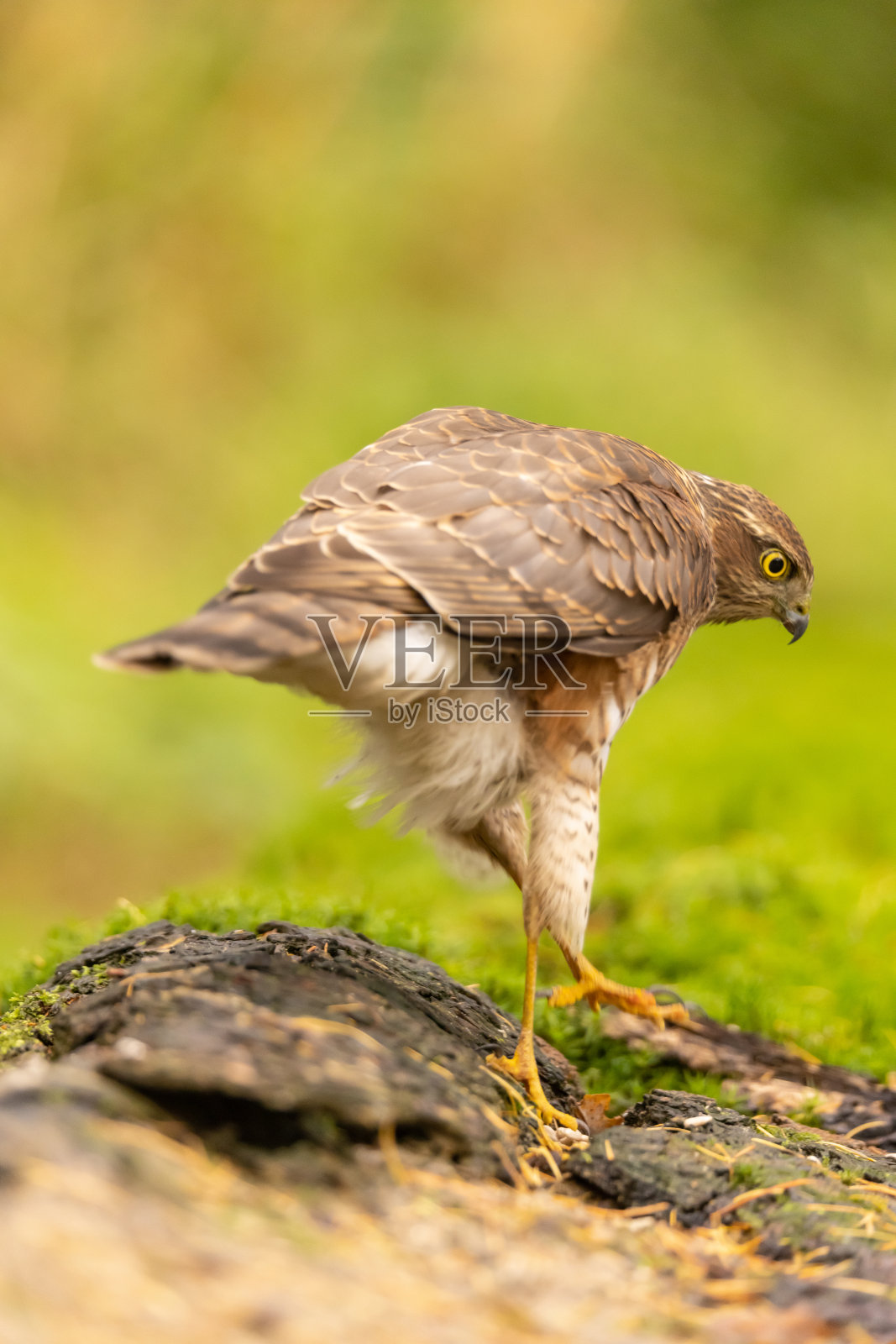 Sparrowhawk,猛禽努力照片摄影图片