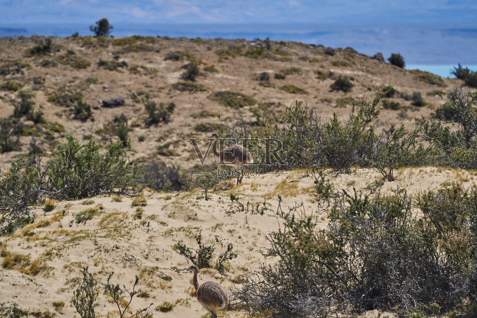 Nandu，雌性大土鸵带着雏鸟奔跑在巴塔哥尼亚的大地上。美洲美洲鸵是南美洲不会飞的鸟照片摄影图片