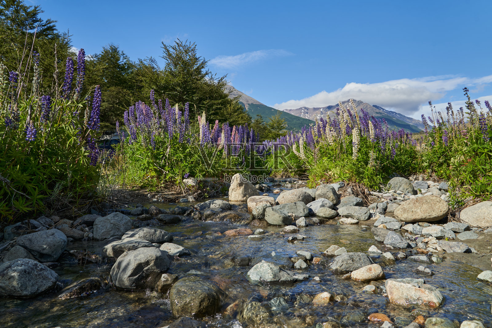 羽扇豆生长在一条野生的山区河流，背景是安第斯山脉照片摄影图片