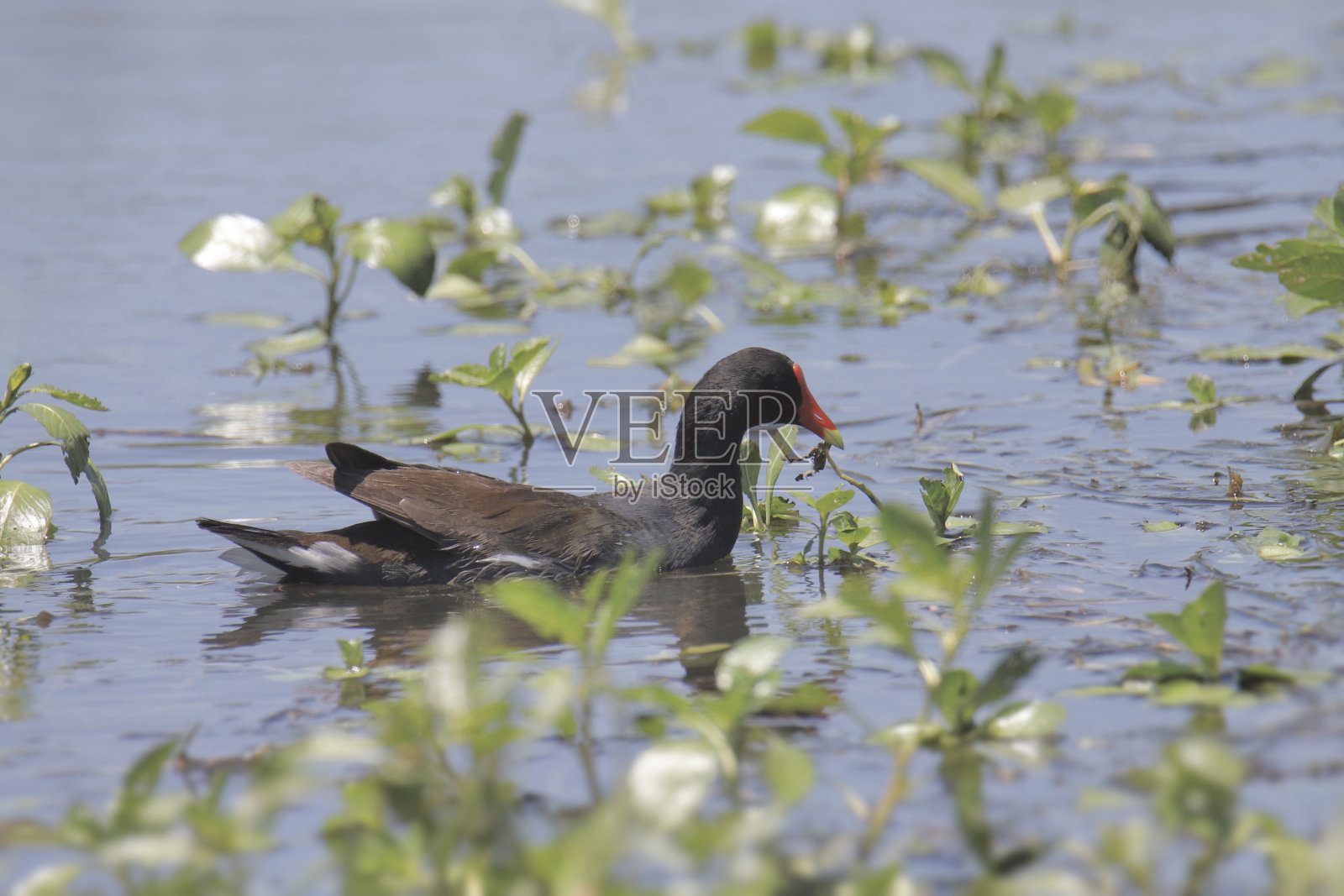 普通加里努尔（Gallinula galeata）照片摄影图片