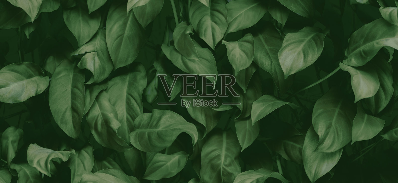 摘要绿叶纹理，自然背景，泰国热带叶照片摄影图片