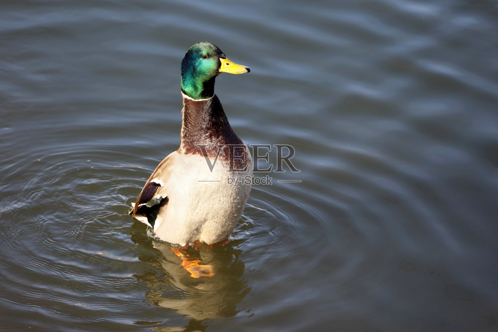 野鸭即将起飞在水中游泳照片摄影图片